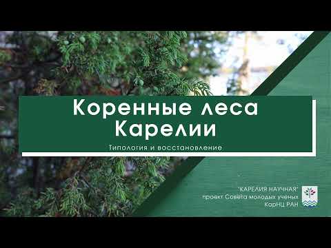 Видео: Коренные леса Карелии. Типология и восстановление