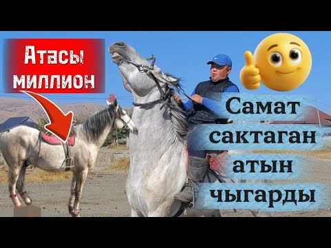 Видео: Саматтын сактаган аты сатууда