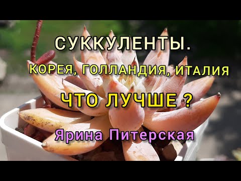 Видео: Суккуленты:Италия, Голландия, Корея.Что лучше?