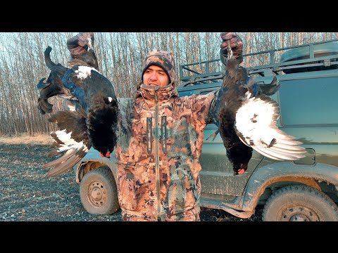 Видео: Нашел тетеревиный рай | Охота на косачей на току 2023