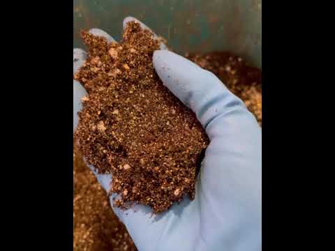 Видео: Пересадка крестовника Роули.