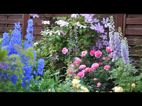 Видео: Вжик-вжик-вжик, уноси готовенького: как выглядит мой сад после стрижки