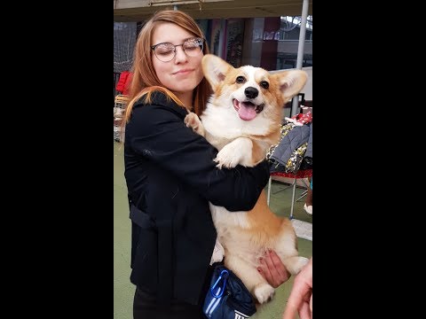 Видео: Первая Лилькина выставка. Моя корги)