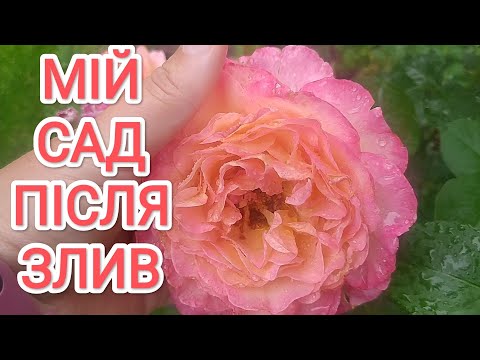 Видео: 13-16 червня Сад після Зливи. Як відреагували рослини на безперервні дощі