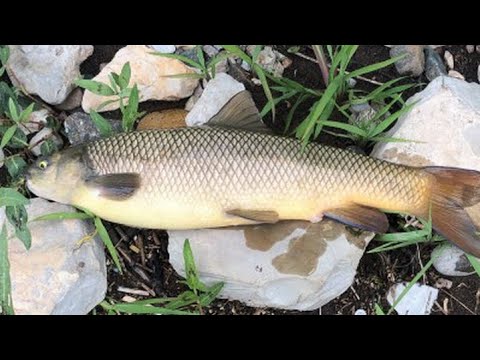 Видео: Կողակի ձկնորսություն Հայաստանում 2024 / Рыбалка на храмулю в Армении 2024