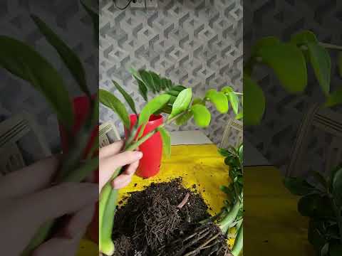 Видео: N⁰-430. ЗАМИАКУЛКАС ВАРИГАТНЫЙ ГУЛИНИ ДАВОЛАЙМИЗ.💔💔💔