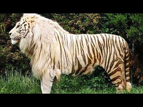 Видео: 50 Самых Редких и Невероятных Животных в Мире