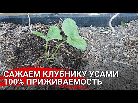 Видео: Сажаем клубнику усами. 100% приживаемость