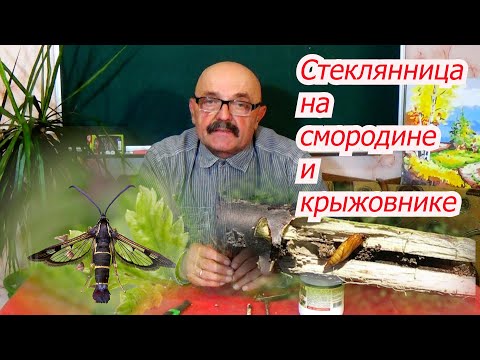 Видео: Смородиновая  стеклянница -  не приговор!