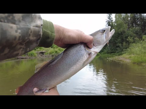 Видео: Рыбалка на реке детства #хариус#таймень#таежнаяречка#рыбалкавсибири#тайга#сибирь#отдыхнареке#fishing