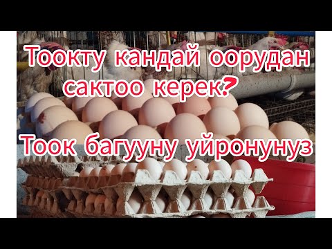 Видео: Тоокту оорудан сактоо#птицеводство#жумуртка#тоок#несушка#тоокбагуу#миниферма