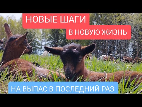Видео: Знакомство телок с электропастухом. Новый дом коровкам.