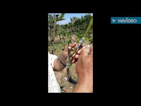 Видео: Прививка инжира зеленое в зеленое