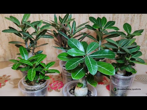 Видео: Обрезка центрально корня адениумам #adenium #адениум #адениумуход