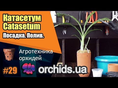 Видео: Катасетум. Catasetum. Посадка. Полив.