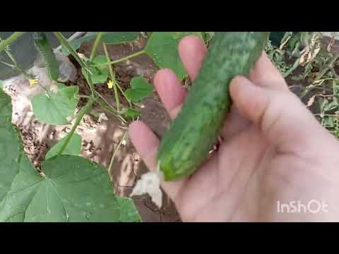Видео: Обзор нашего огорода на даче, последние дни августа#дача#урожай#garden#огород 