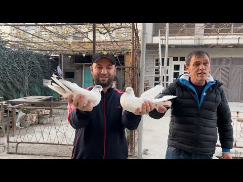 Видео: Худжанд в гостях у голубевода Рахимчёна 🇹🇯🕊 черноносые голуби .
