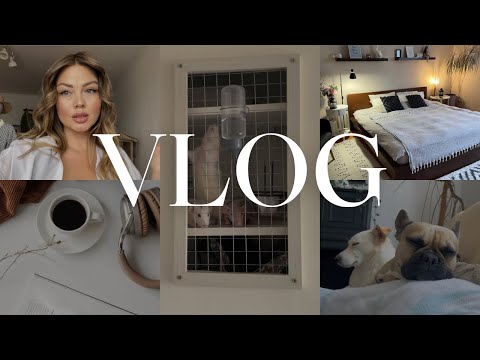 Видео: VLOG 532 / змайстрували будинок для щурів / жовтень 2024