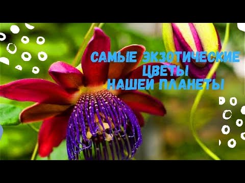 Видео: Таких цветов вы не видели! Экзотические цветы нашей планеты