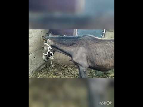 Видео: Лечение колик у лошади