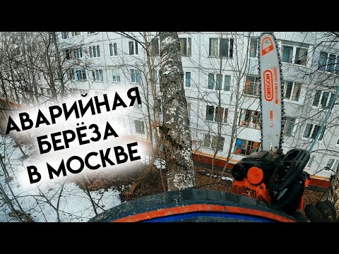 Видео: Удаление аварийной березы в Московском дворе