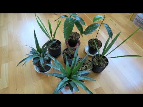 Видео: Мои экзотические растения: посадка инжира, зимовка растений 4