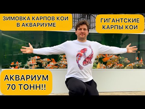 Видео: Карпы Кои зимуют в гигантском аквариуме.