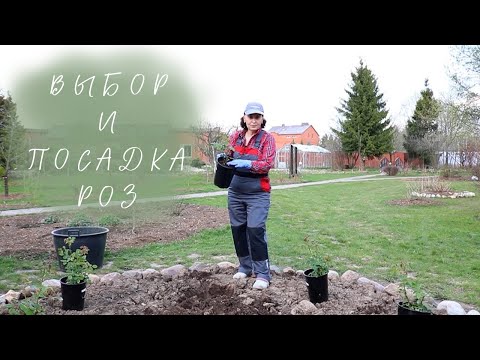 Видео: Выбор и посадка роз
