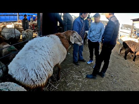 Видео: МАЛОВОДНЫЙ МАЛ БАЗАРЫ ҚОЙ ЕШКІ БАҒАЛАРЫ 02.10.2022 #гиссар #арашан #еділбай