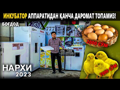 Видео: ИНКУБАТОР АППАРАТЛАРИ НАРХИ 2023. ГЕЛ ВА КИРСОВУН АППАРАТЛАРИ ГАРАНТИЯ БОРМИ? | NARX NAVO