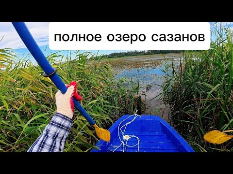 Видео: Нашёл много рыбы! Охота на САЗАНА и на удочку! #fishing #рыбалканафидер #낚시 #carpfishing #рыба 