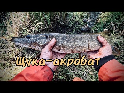 Видео: Щука на  GAD FAIR & вертушку LUCKY JOHN Bonnie Blade