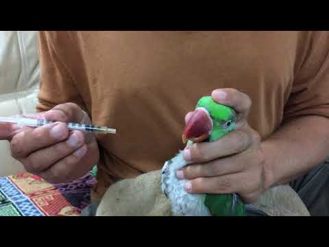 Видео: Как лечить попугая, руководство как давать препараты в клюв.