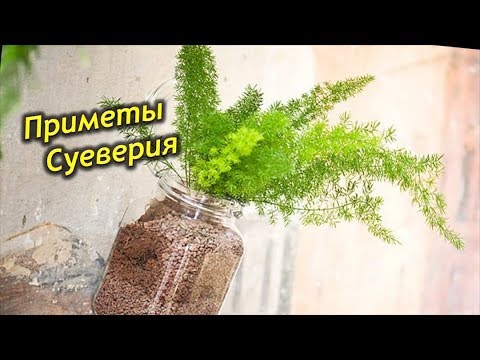 Видео: Как влияет аспарагус на жизнь человека. Приметы и суеверия об Аспарагусе.
