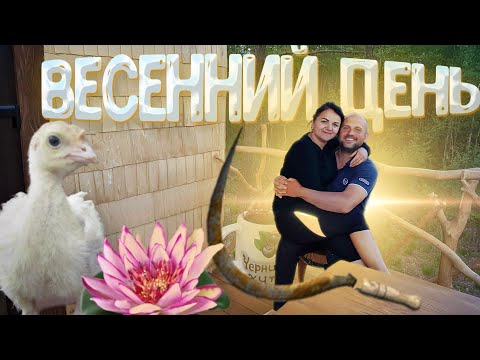 Видео: На нашем хуторе заработал музей . Началась заключительная неделя строительства домика на дереве .