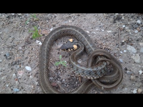 Видео: Плъзнаха змии из двора.  #змии #snake #animals #video