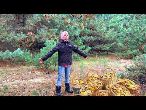 Видео: Осенняя прогулка в лес за маслятами. Море позитива.