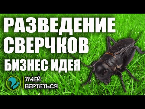Видео: Разведение сверчков. Бизнес идея
