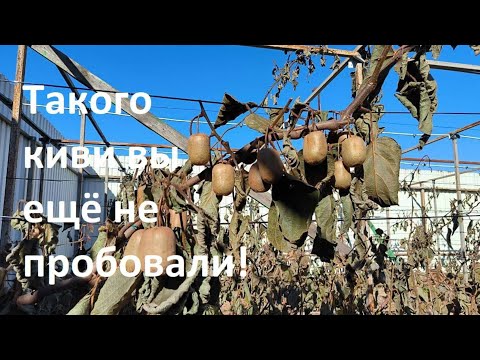 Видео: Аннабель - самый крутой сорт киви!!!