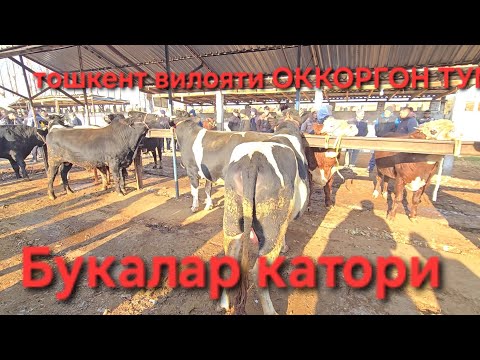Видео: Тошкент вилояти ОККОРГОН ТУМ АЛИМКЕНТ чорва бозори букалар катори 08.11.2025