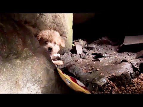 Видео: Потеряв мать, бродячий щенок спрятался один и отказался выходить.