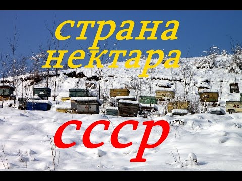 Видео: В зеленой стране нектара СССР
