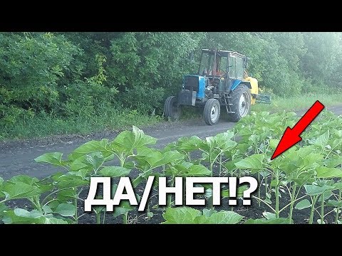 Видео: ➥Подкормки по листу да/нет!? Выращиваем подсолнухи #СельхозТехника ТВ