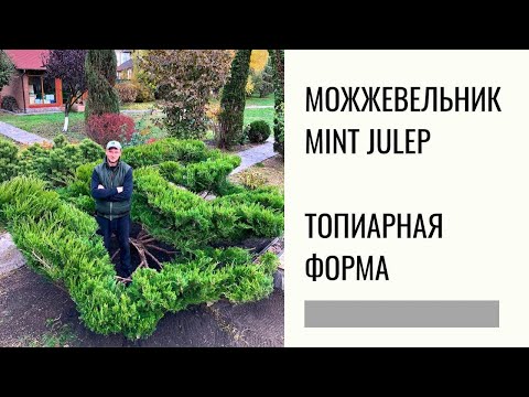 Видео: Большой можжевельник Минт Джулеп / Mint Julep. Топиарная форма.