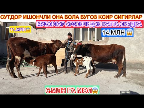 Видео: 6.МЛНГА МОЛ КУРГАНМСИЗ СУТДОР ИШОНЧЛИ ОНА БОЛА БУГОЗ КСИР СИГИРЛАР МУЗАФФАР АРЗОНЧИДАН КАТТА СКИДКА 