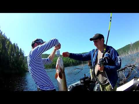 Видео: Крупная щука в июле, на колебалку. 4х4. rybolov 24.