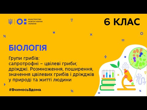 Видео: 6 клас. Біологія. Групи грибів: сапротрофні – цвілеві гриби; дріжджі. (Тиж.9:ПН)