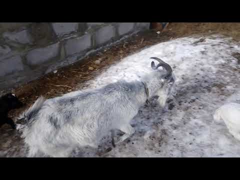 Видео: Козлята поносят!!! что я делаю.