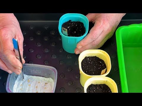 Видео: Теперь БАКЛАЖАНЫ сею только так, рассада всегда здоровая и крепкая, урожай собираю ящикам)