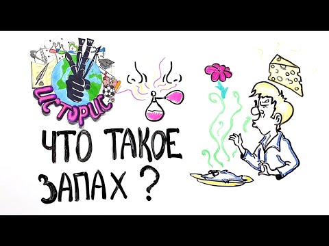 Видео: Что такое запах?